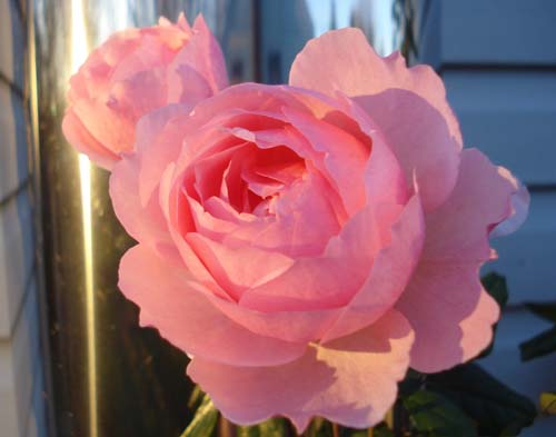 A December Rose in Dundas, Ontario by Michael Grey