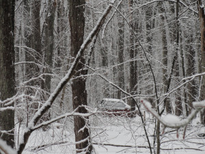 A Car in the Woods