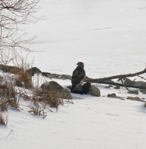 Hawk with prey at lakeside