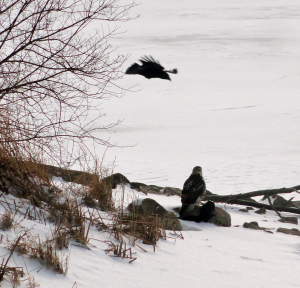 Hawk attacked by crow at lakeside