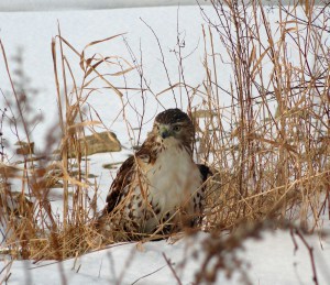 Close up of the hawk